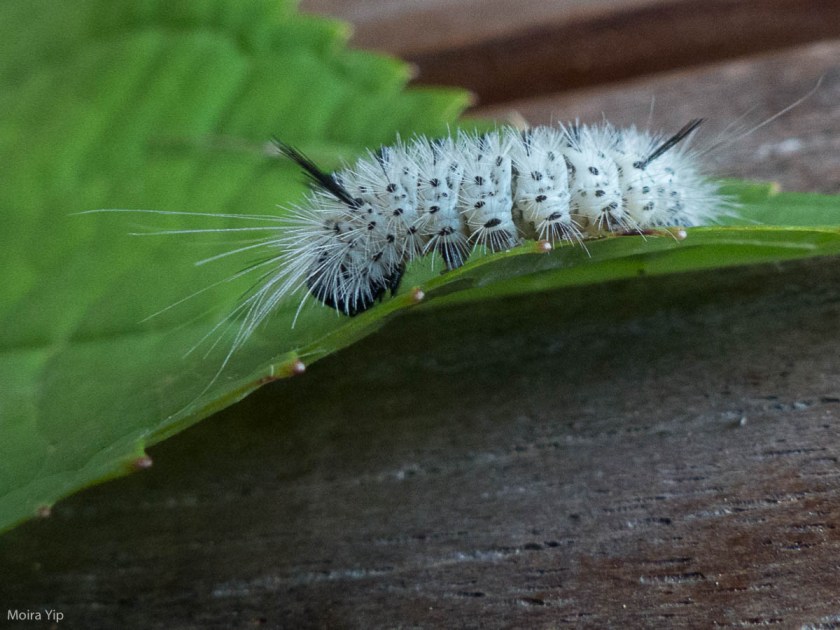 Hickory Tussock Moth caterpillar