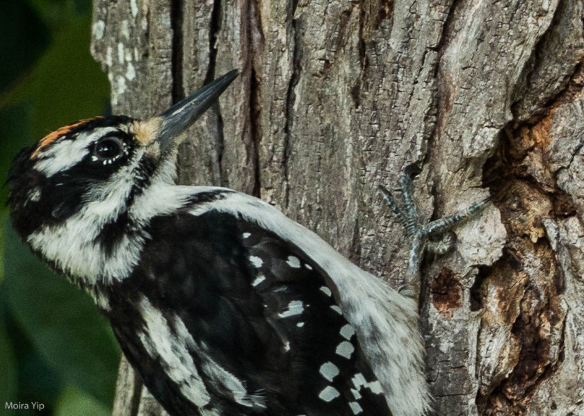 Hairy woodpecker