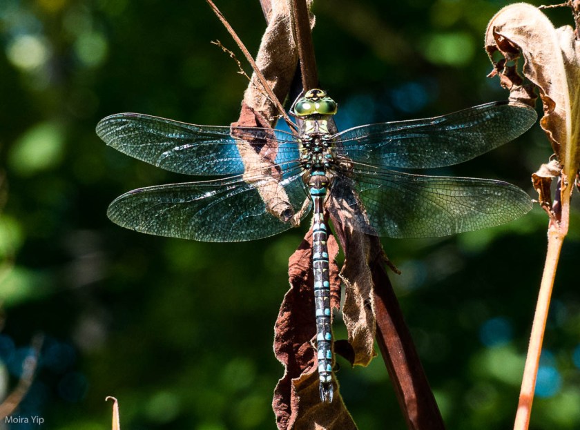 Shadow Darner