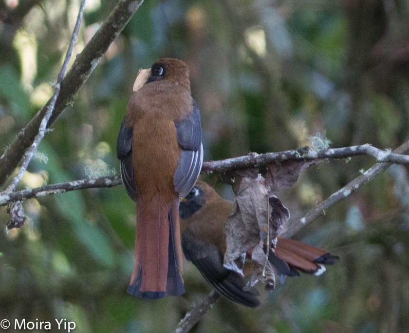 Female Masked Trogon, feeding young a moth