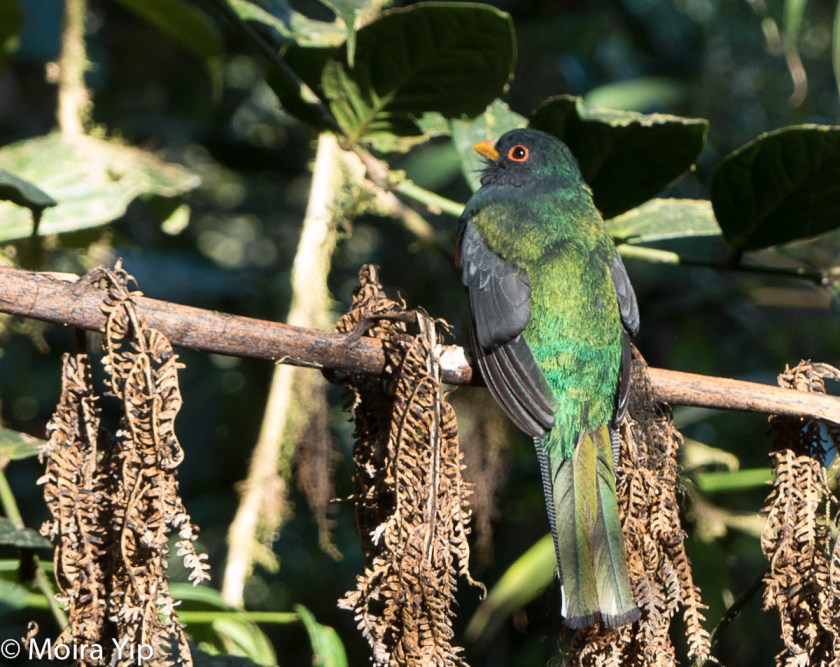 Male masked trogon.