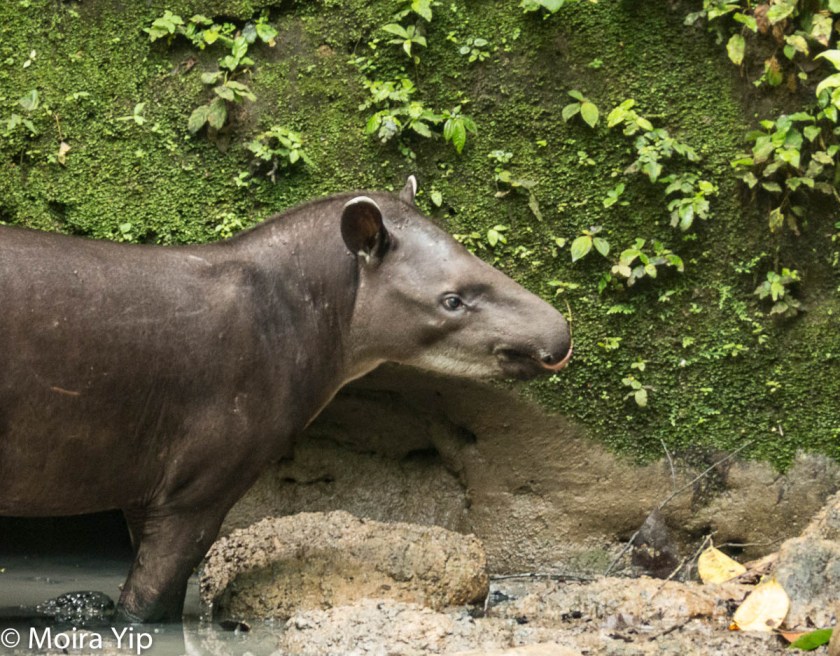 Tapir