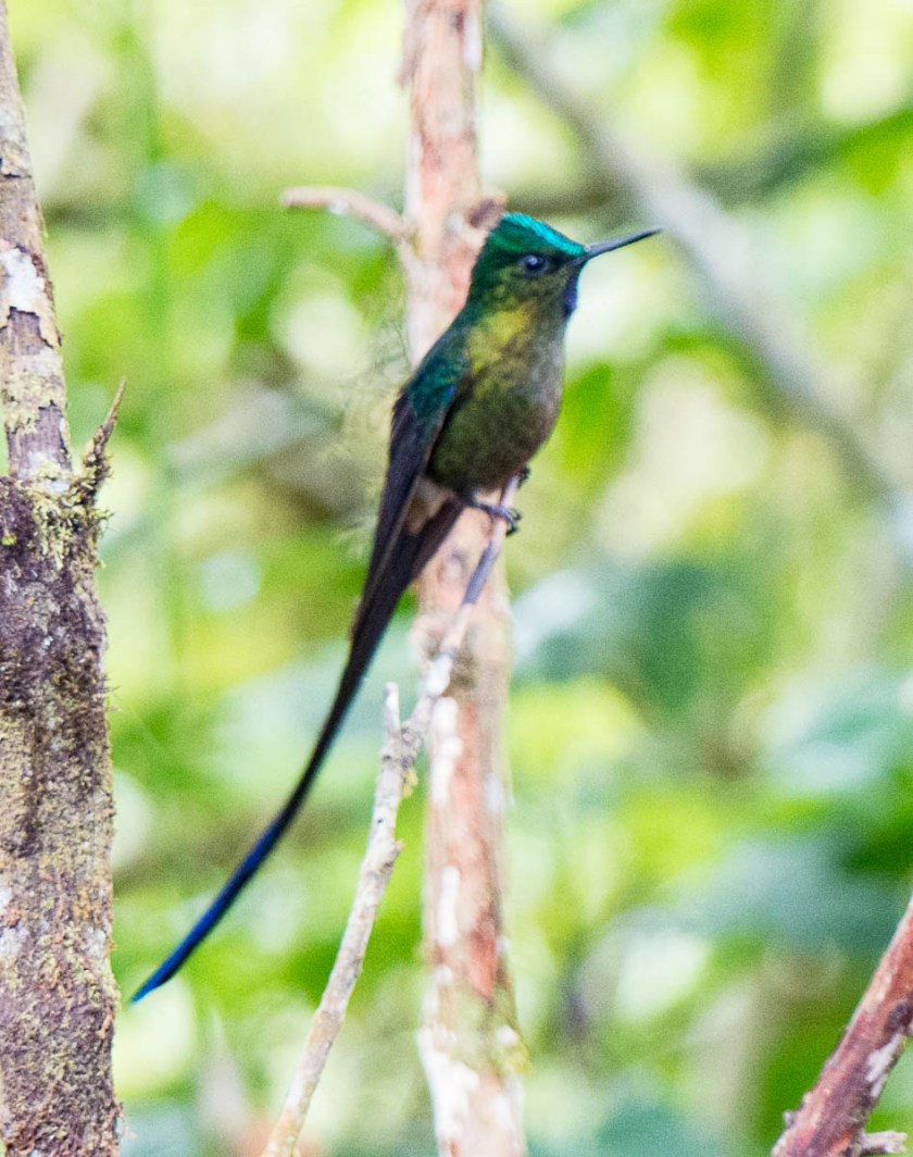 Violet-Tailed Sylph