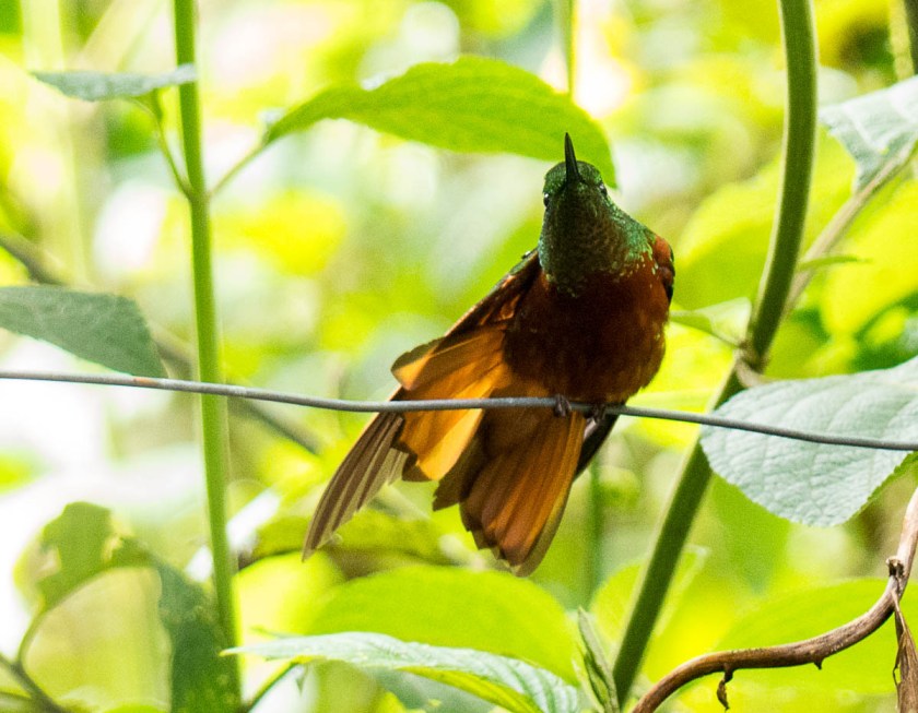Fawn-breasted Brilliant