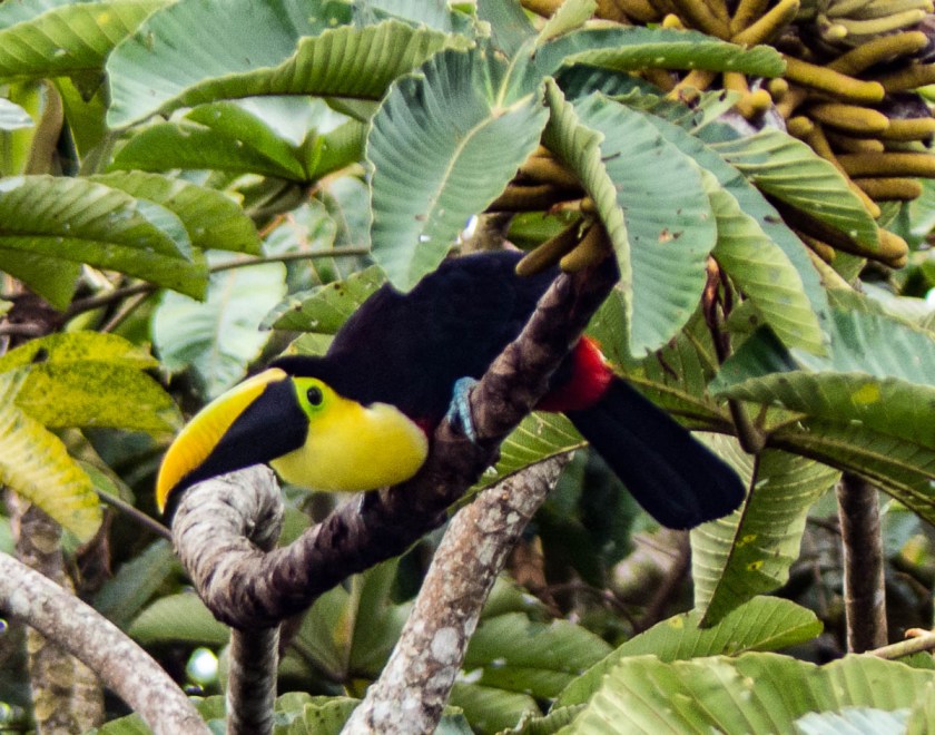 Yellow-throated Toucan