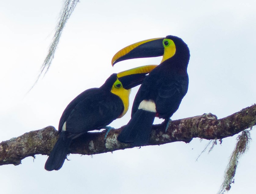 Yellow-throated Toucan