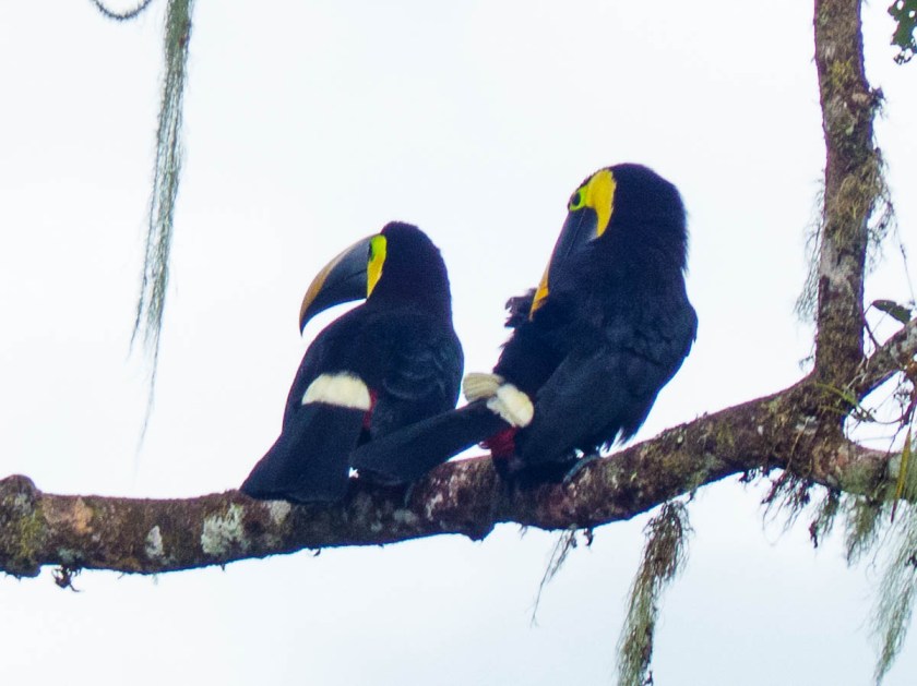 Yellow-throated Toucan