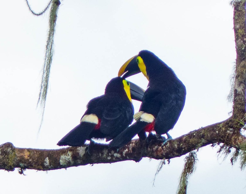Yellow-throated Toucan
