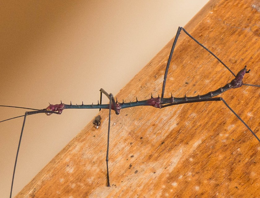 Stick insect