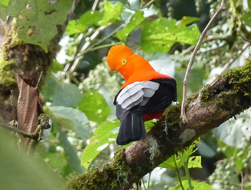 Cock-of-the Rock, orange variant on Eastern slope of Andes