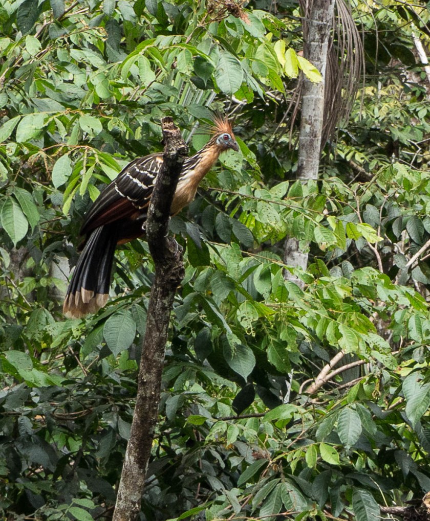 Hoatzin