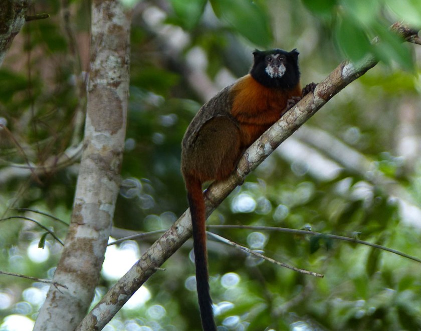 Golden-mantled tamarin