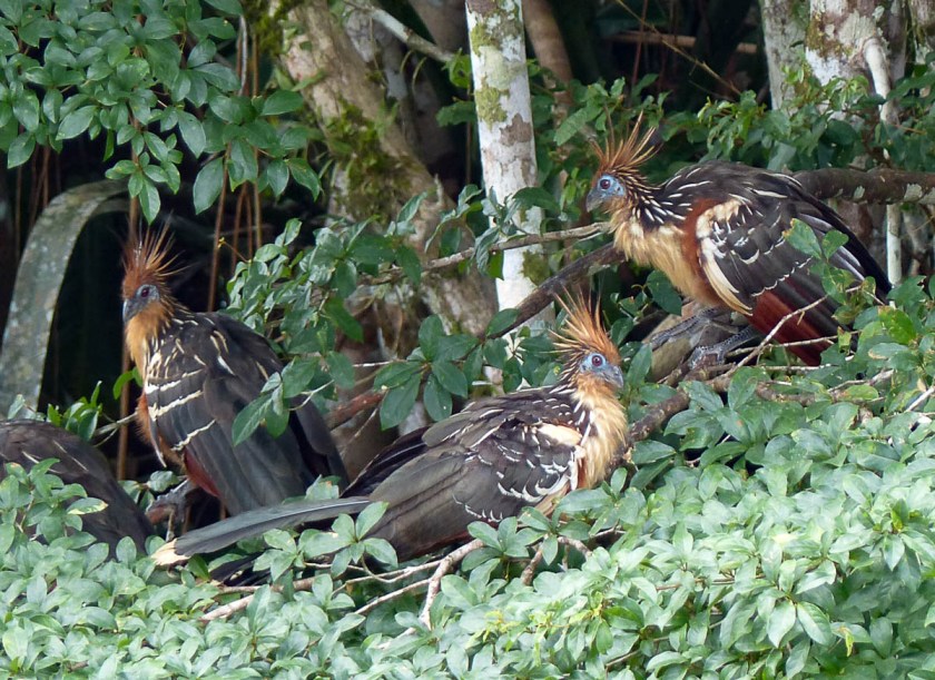 Hoatzin