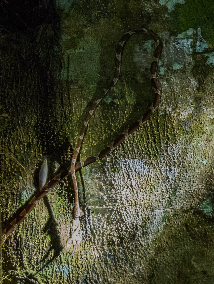 Common Blunthead eating lizard
