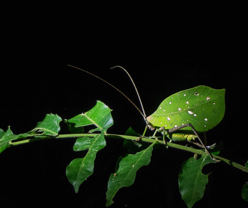 Leaf insect