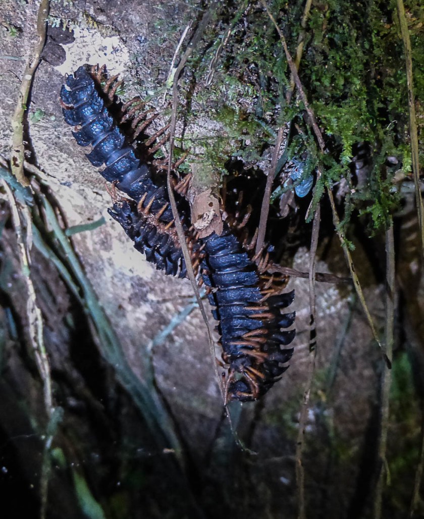 Millipedes mating