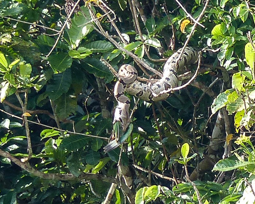 Boa constrictor strangling and eating a parrot