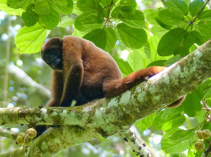 Woolly monkey