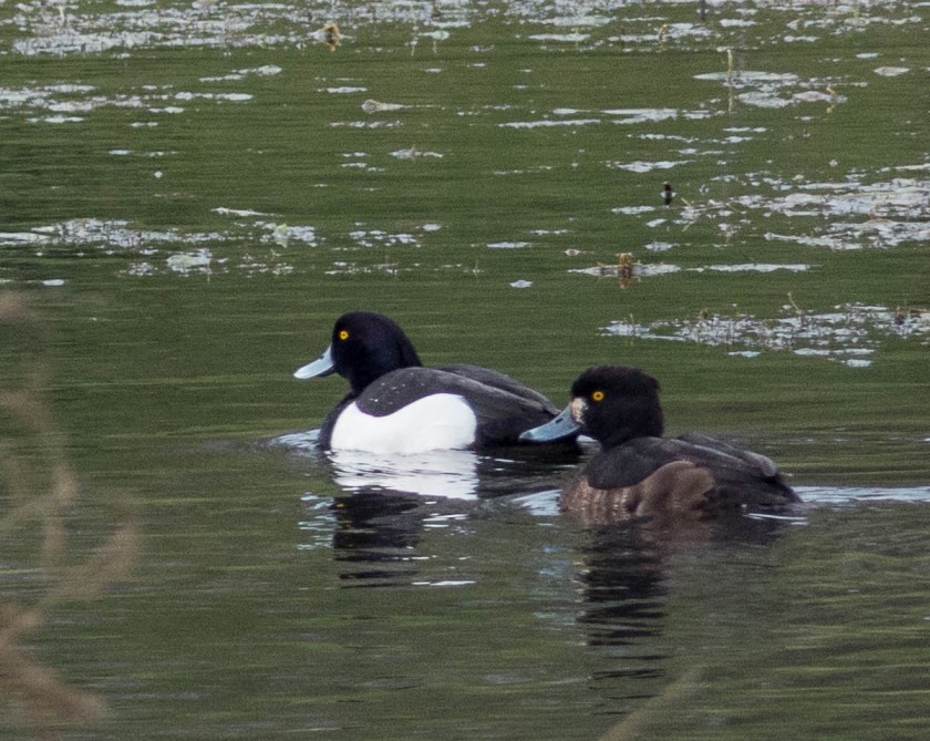 Tufted duck pair