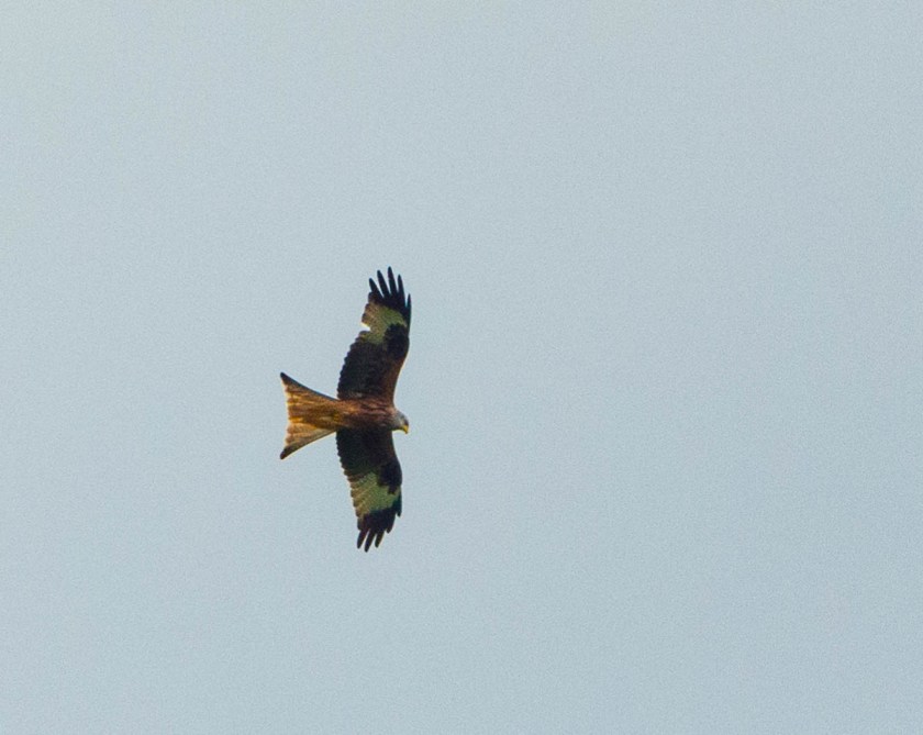Red kite