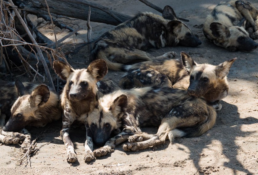 Wild dogs