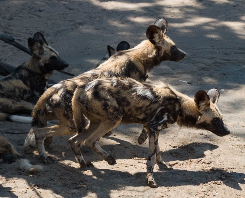 Wild dogs