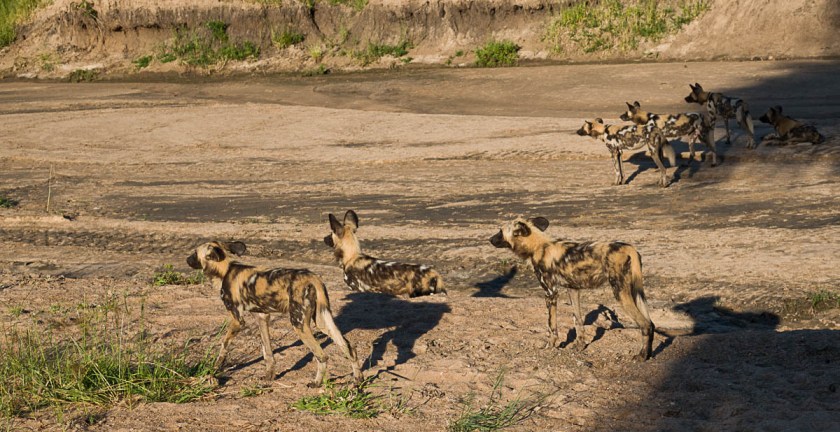 Wild dogs