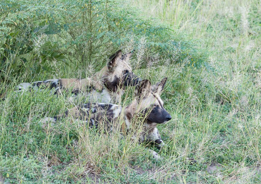 Wild dogs