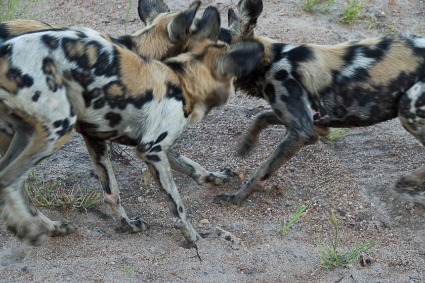 Wild dogs