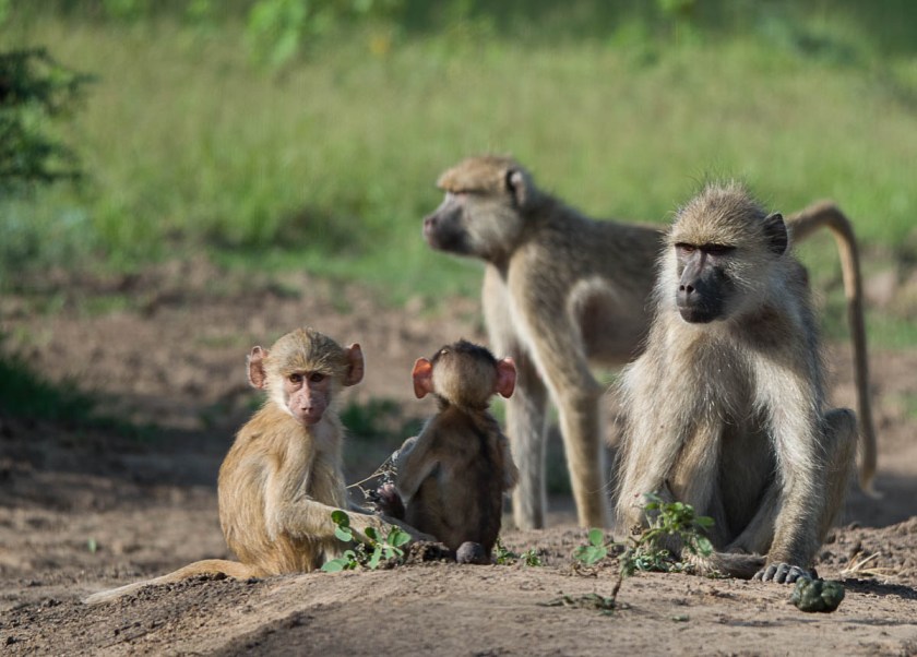 Baboons