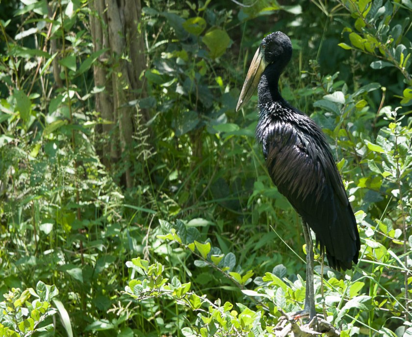 Open-billed stork