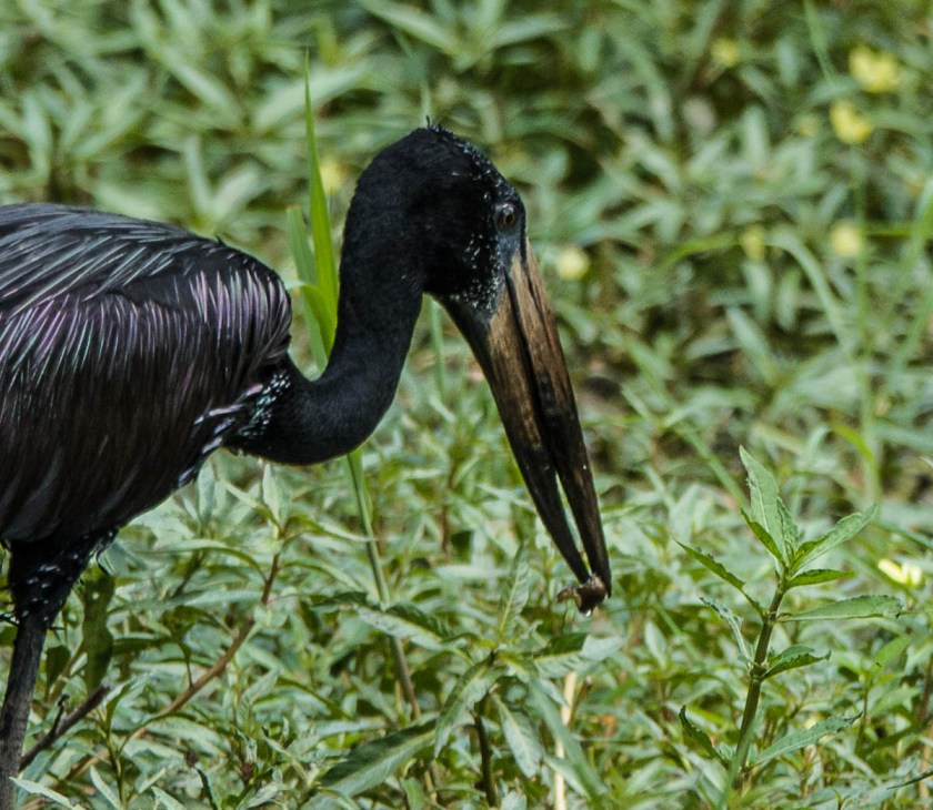 Open-billed stork, highly specialized for eating snails