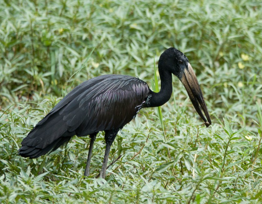 Open-billed stork, highly specialized for eating snails