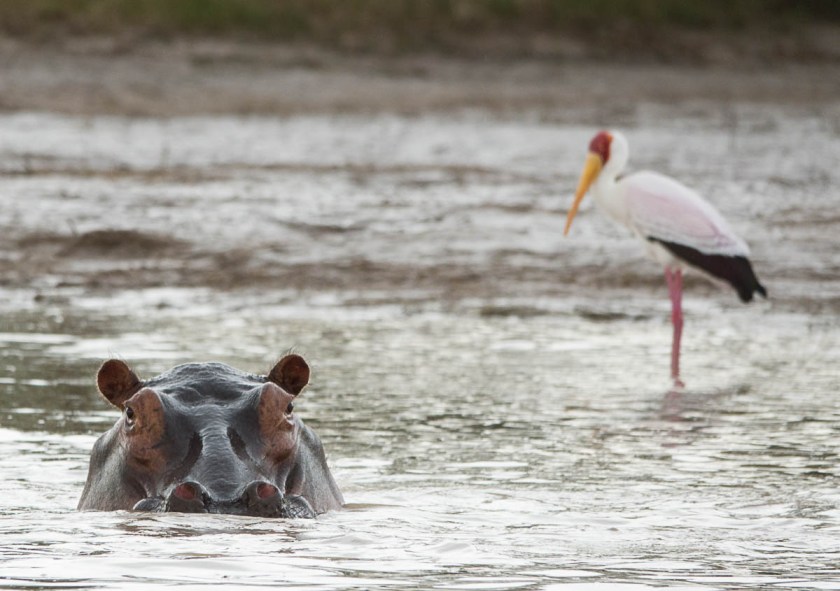 Hippo and yellow-billed stork
