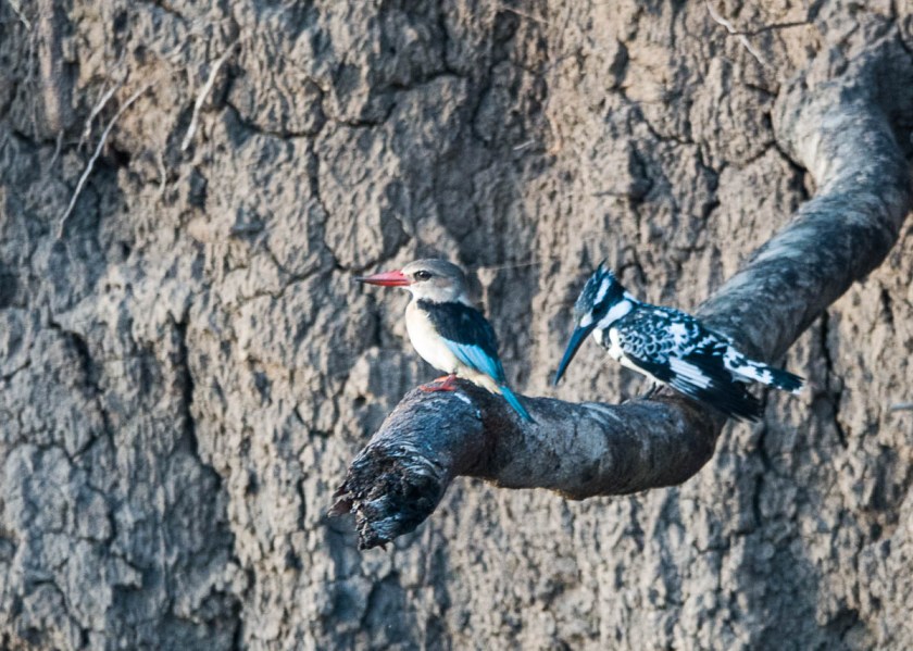 Brownhooded Kingfisher and Pied kingfisher