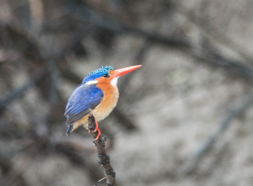 Malachite Kingfisher