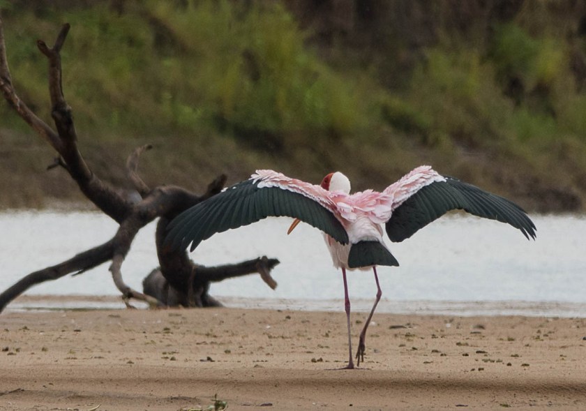 Yellow-billed Stork in breeding plumage