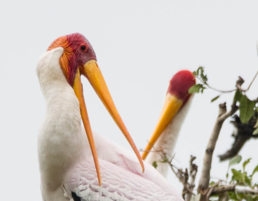 Yellow-billed stork breeding colony