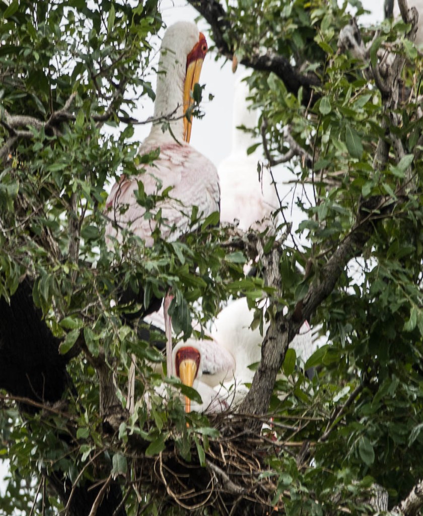Yellow-billed stork breeding colony