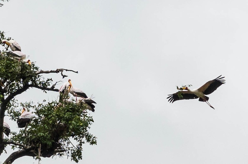 Yellow-billed stork breeding colony