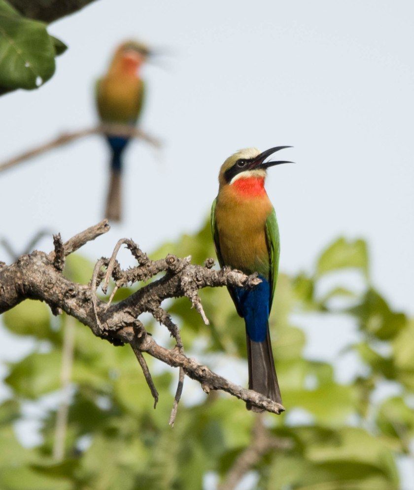 White-fronted bee eater