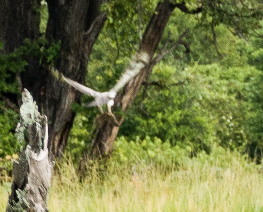 Martial eagle with mongoose