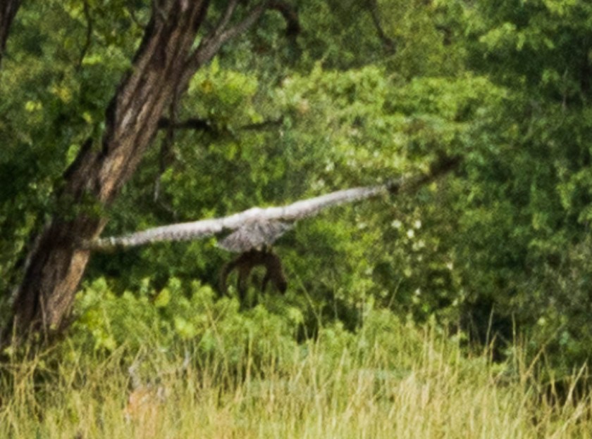 Martial eagle with mongoose