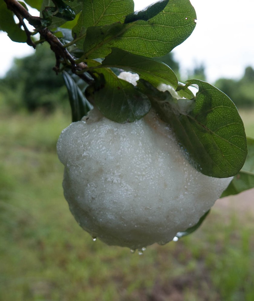 Frog foam nest. When tadpoles hatch they drop into a puddle below.
