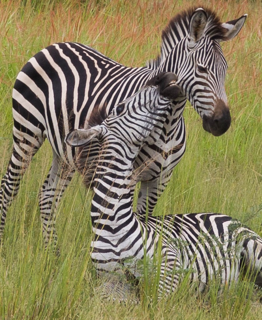 Young male zebra playing