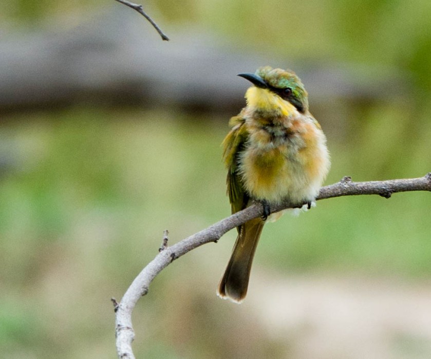 Little bee eater