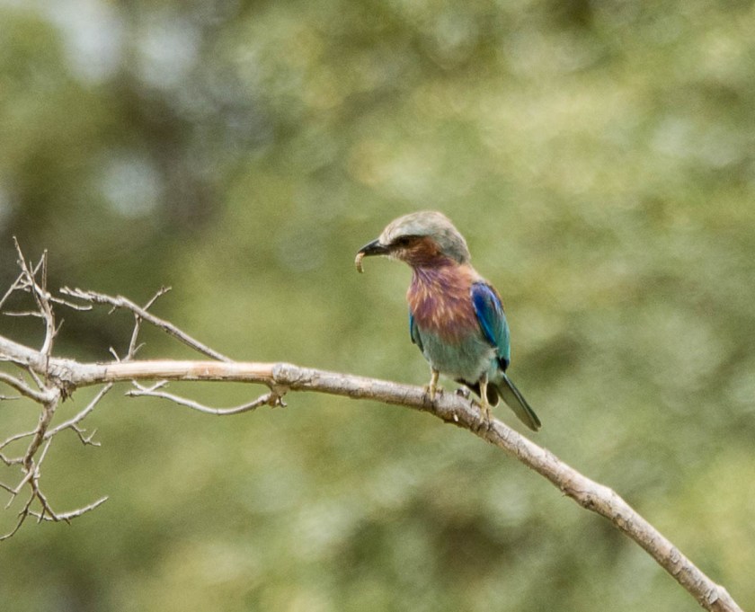 Lilac-breasted Roller