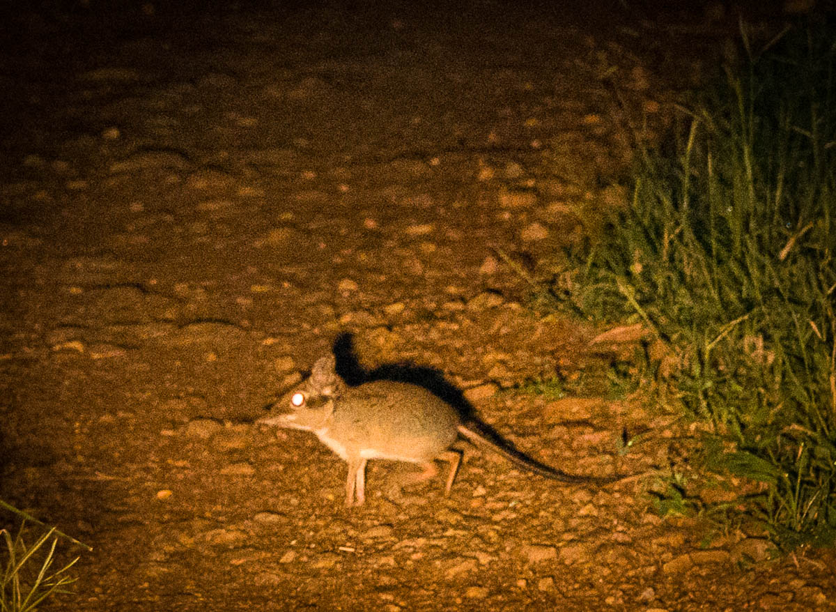 Elephant shrew
