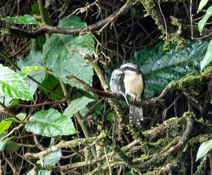 Mackinnons Fiscal Shrike with fresh mouse that we watched him catch.