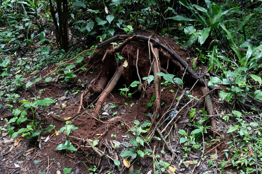 A fresh aardvark excavation under tree roots, looking for ants.